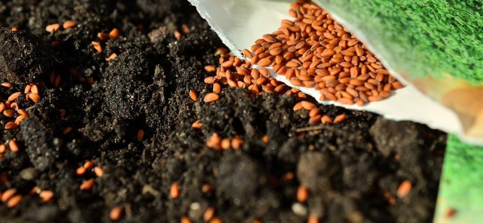 Reflections: Planting Seeds