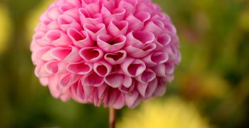 Kindness (to yourself)