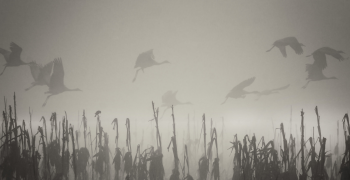 Withdrawal-induced brain fog/cognitive fog: quick tips