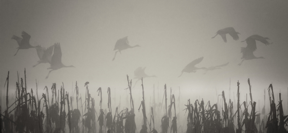 Withdrawal-induced brain fog/cognitive fog: quick tips
