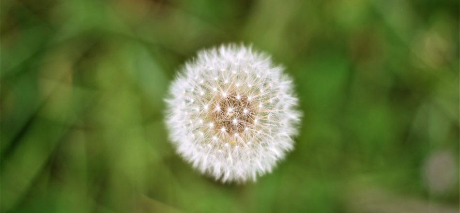 Inner Compass Initiative’s The Withdrawal Project Gets Mention in The New York Times—Is the Tide Finally Turning?